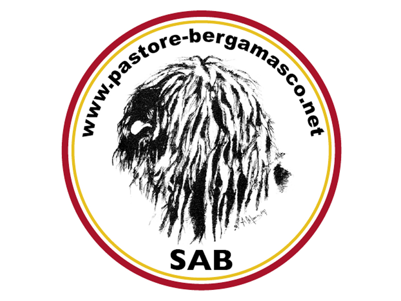 PASSEGGIATA DEL PASTORE BERGAMASCO (2025) PASSEGGIATA DEL PASTORE BERGAMASCO (2025)